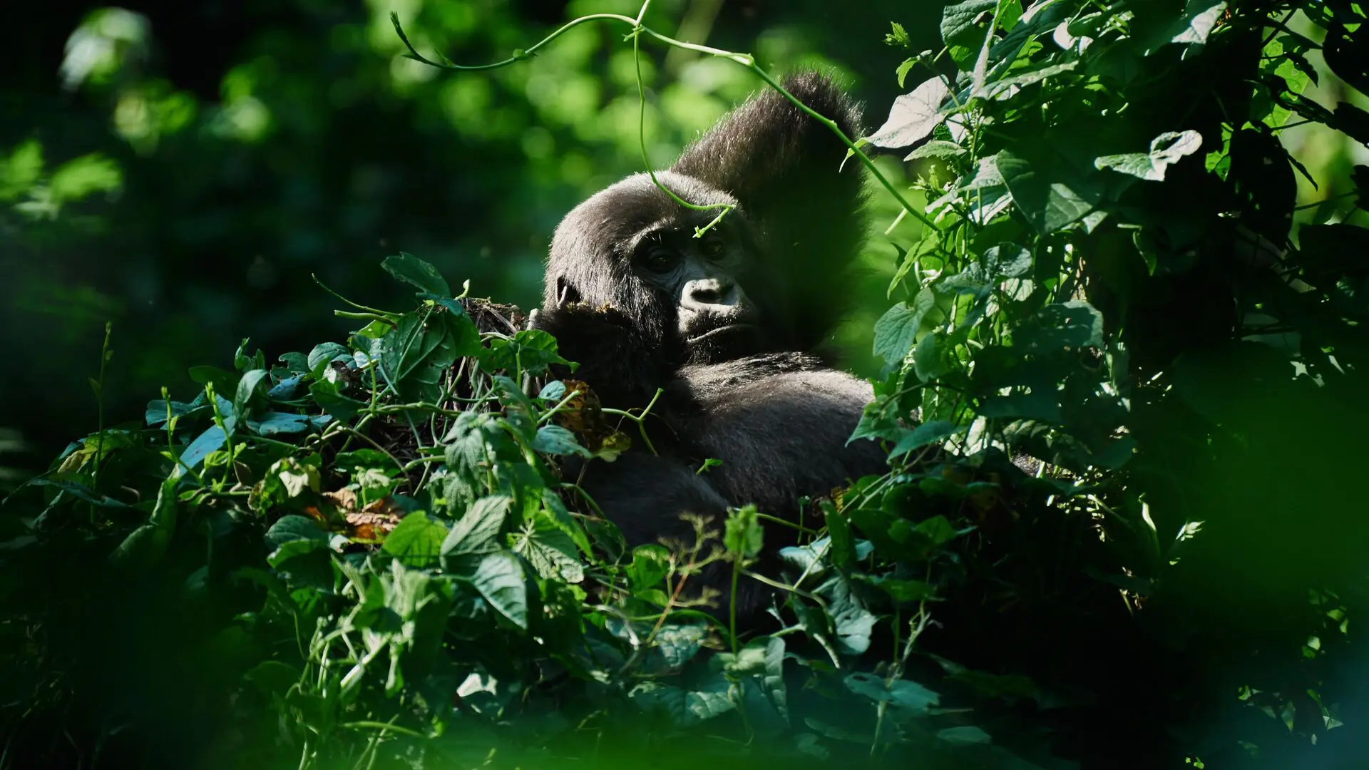Bwindi gorilla trekking in Uganda