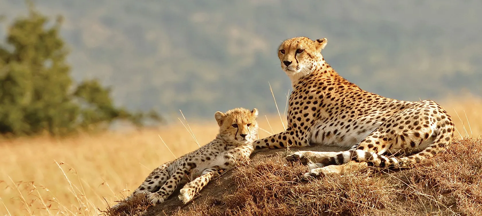 Cheetahs in Kidepo Valley National Park