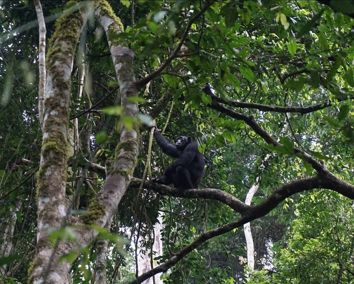 Chimpanzee Tracking in Budongo Forest