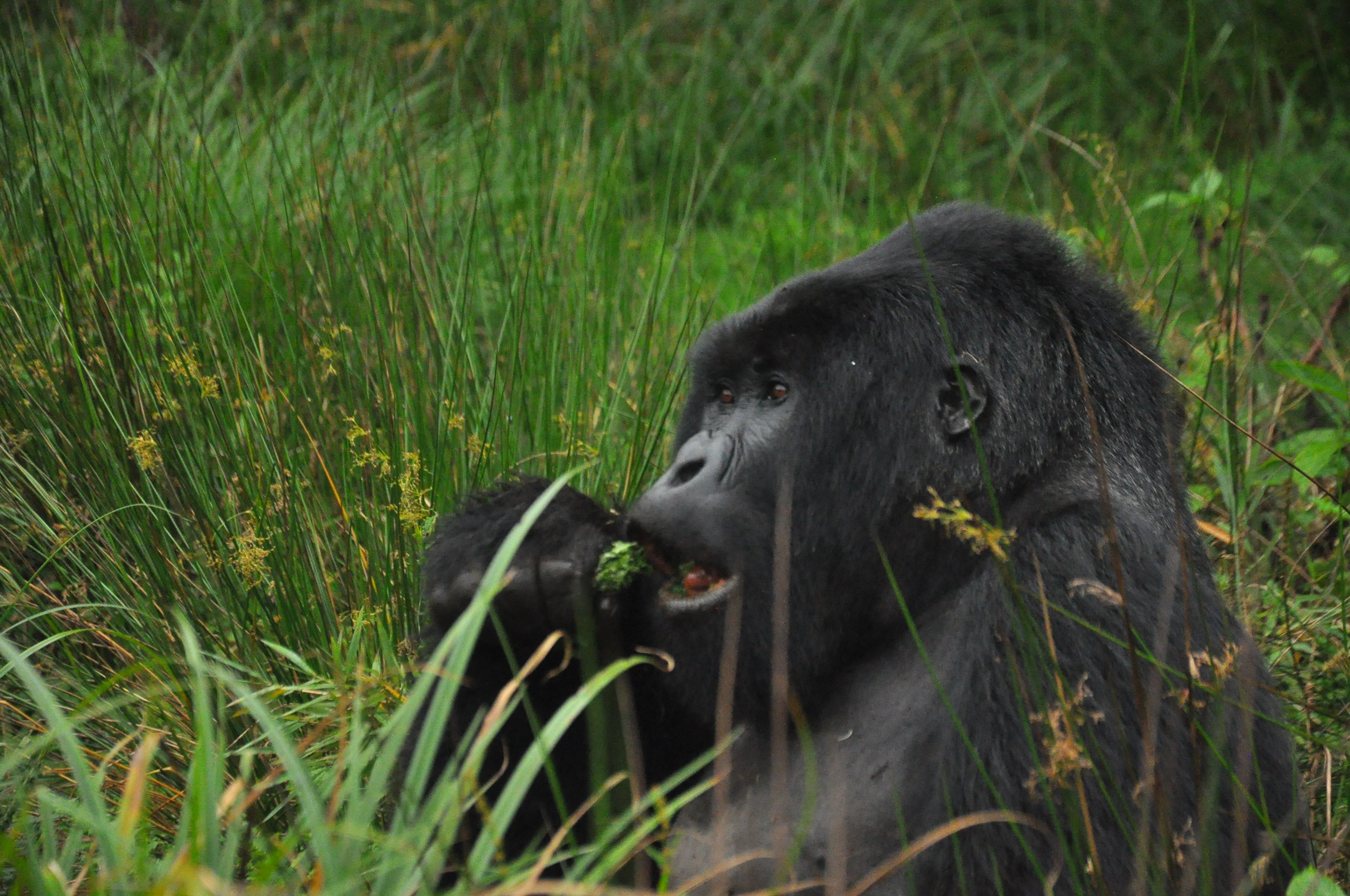 Gorilla feeding 