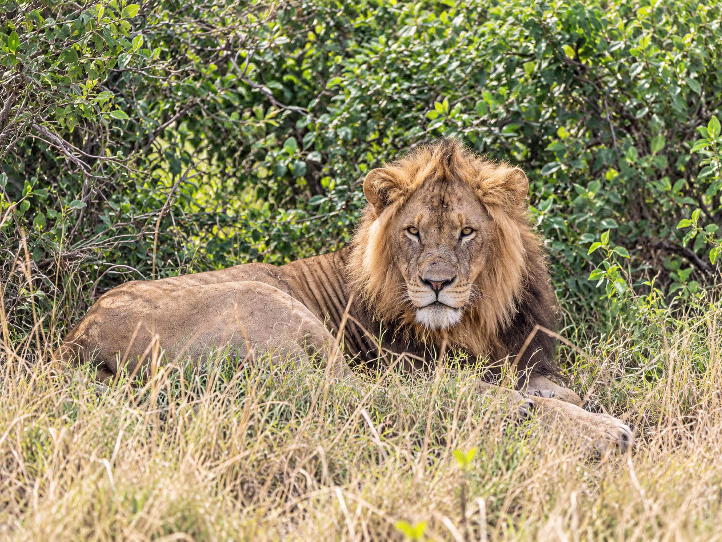 Game Drives in Murchison Falls National Park