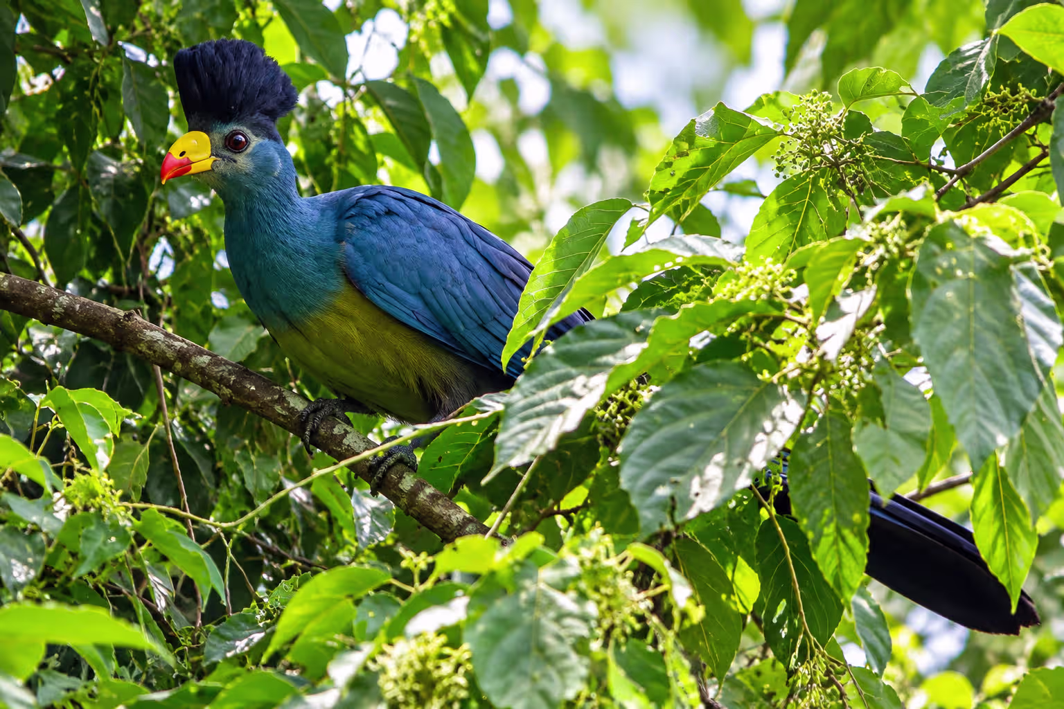 Great Blue Turaco