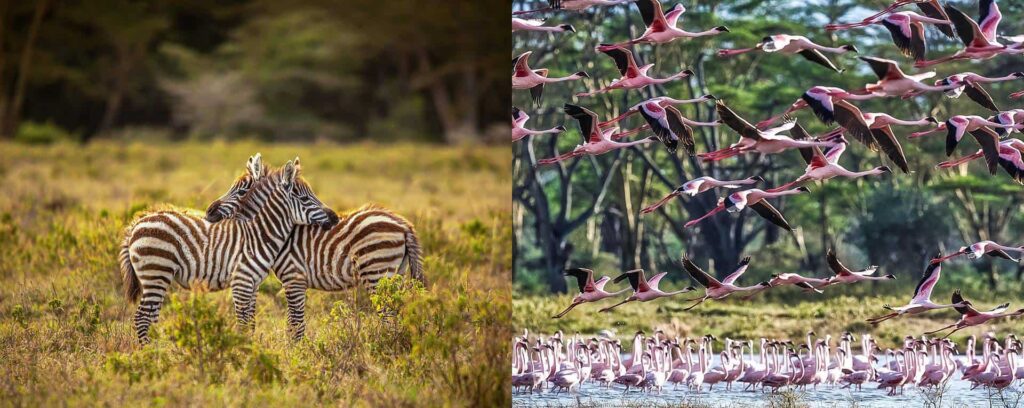 Guided Game Drives