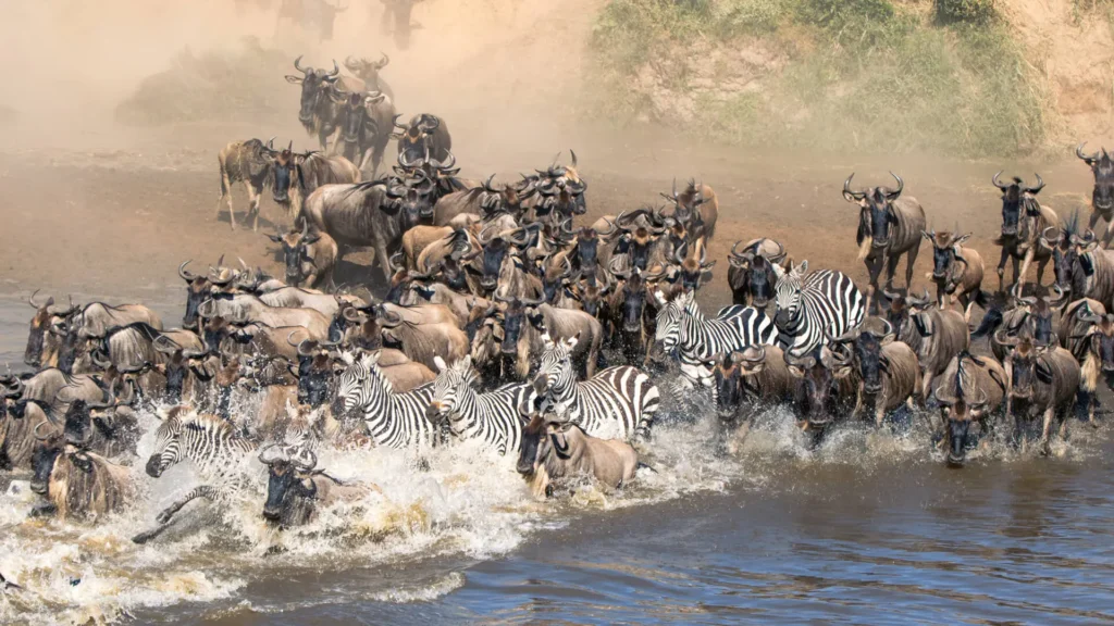 Herds of zebra and wildebeest Great Migration