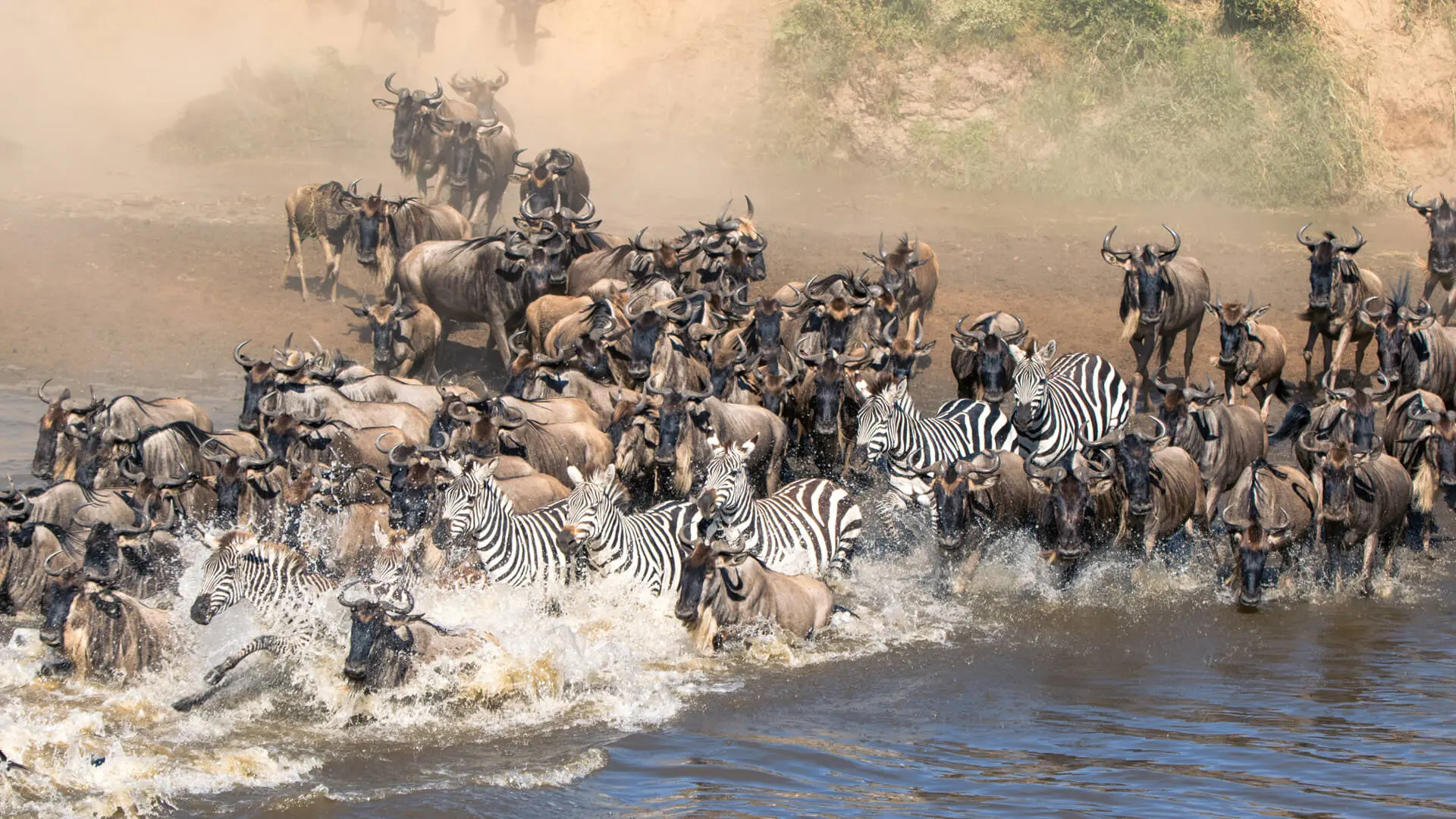 Herds of zebra and wildebeest Great Migration