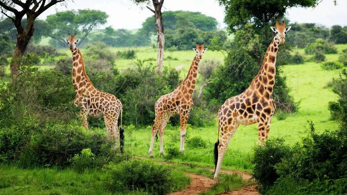 Horseback Safaris in Lake Mburo National Park