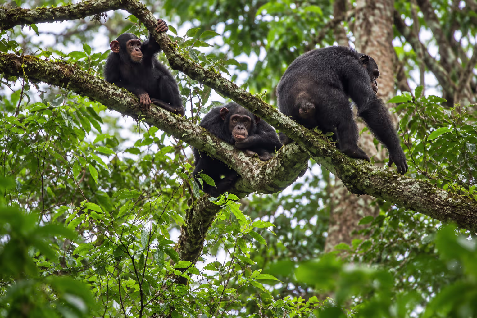 Kibale Chimpanzee Trek