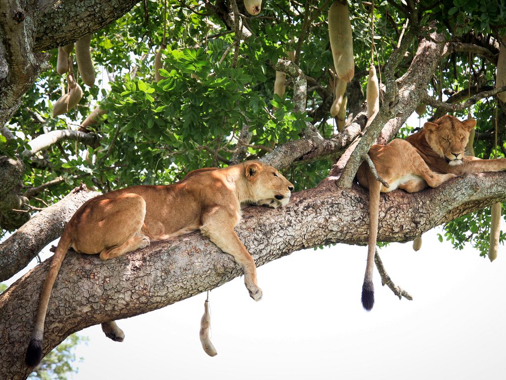 Lions in Kidepo 