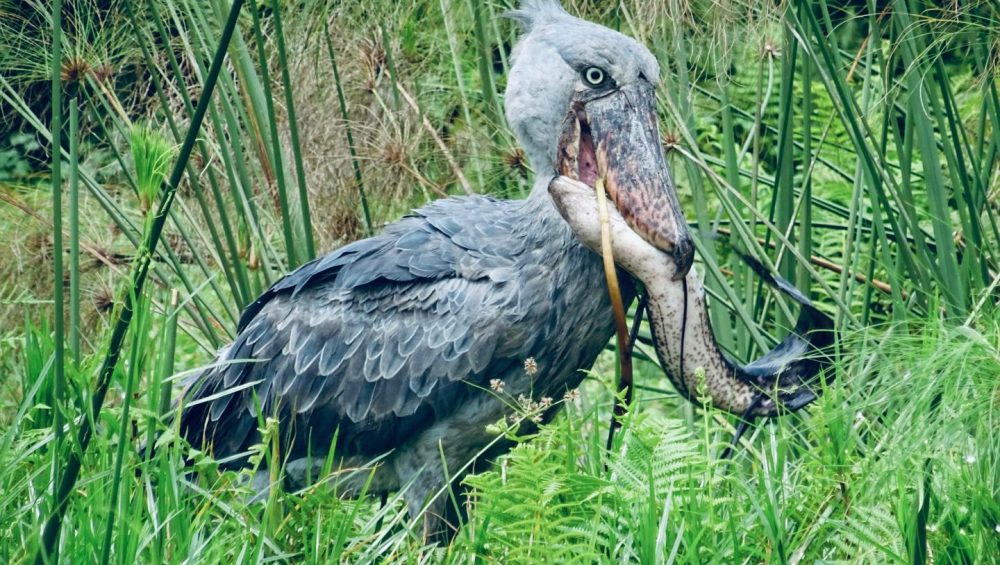 Mabamba Wetland shoebill stork