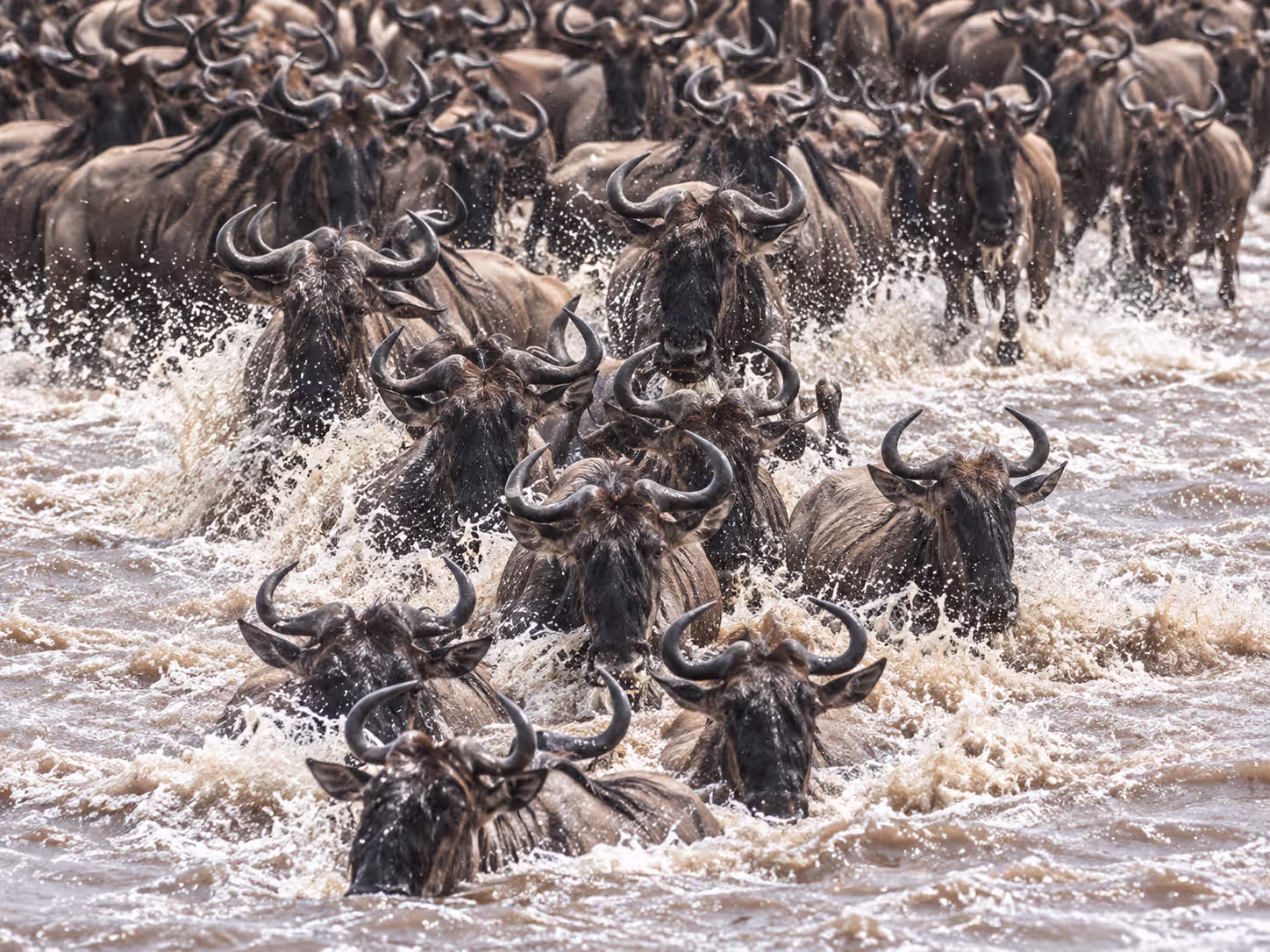 Mara River Crossings