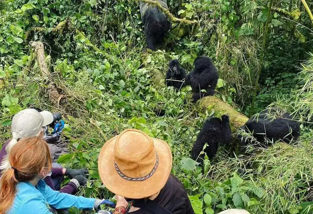 Rwanda-Gorilla-Trekking-Tours