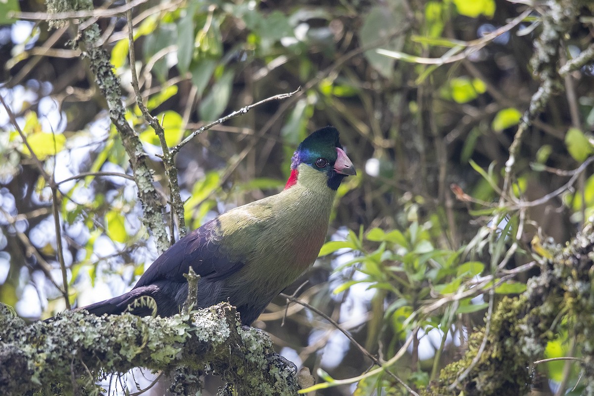 Rwenzori turaco