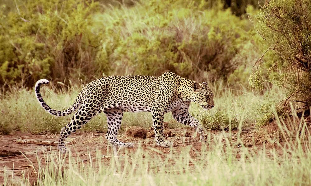 Samburu Wildlife Safari