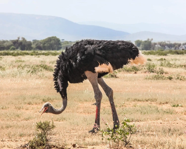 Somali ostrich