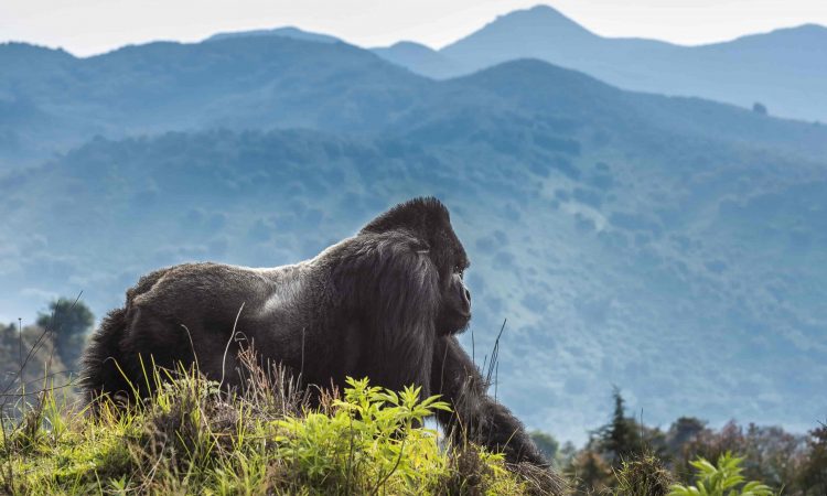 Gorilla Trekking in Rwanda