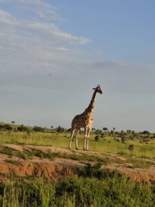animals of murchison falls national park