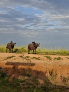 animals of murchison falls national park