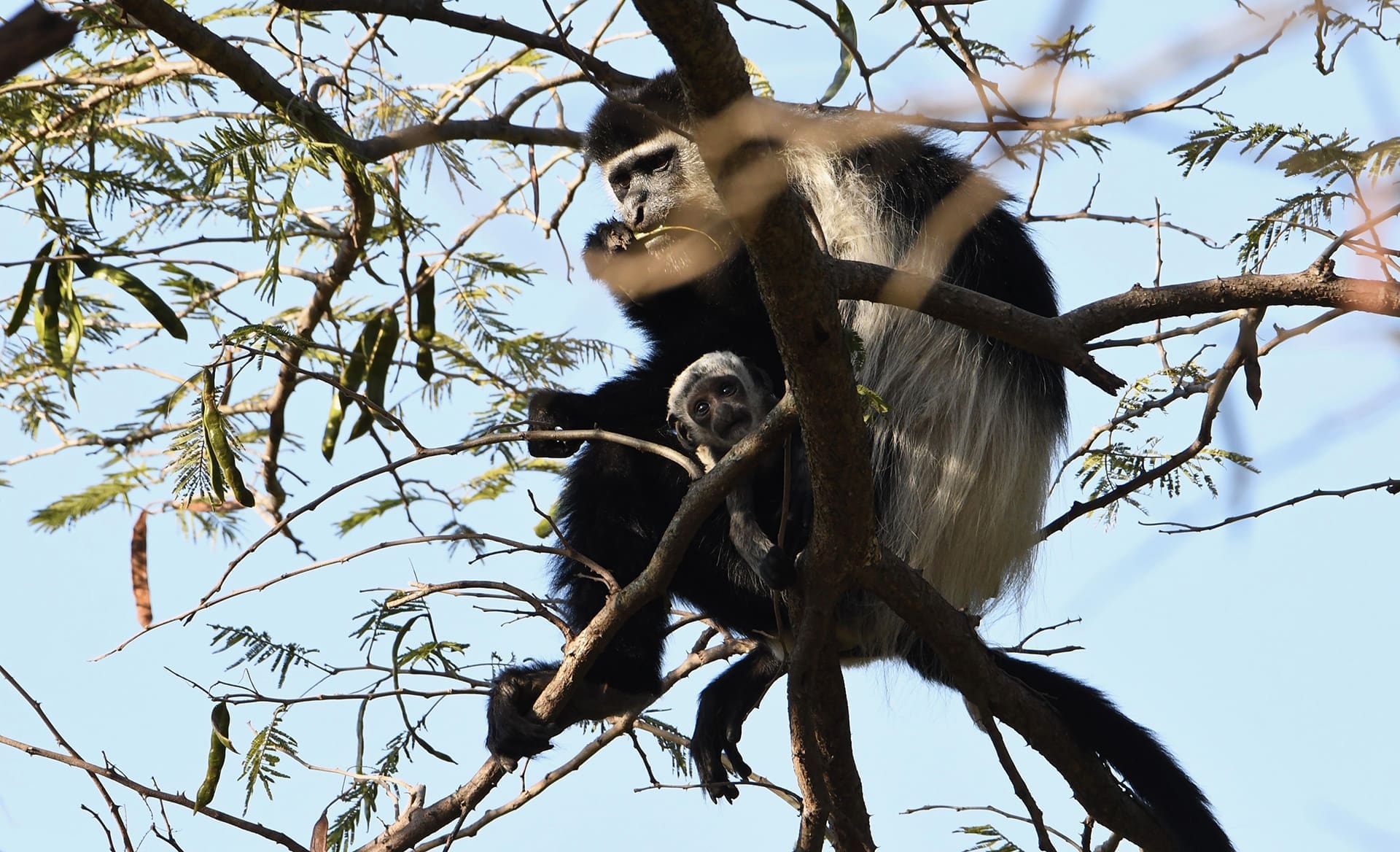 Black and white colobus monkey