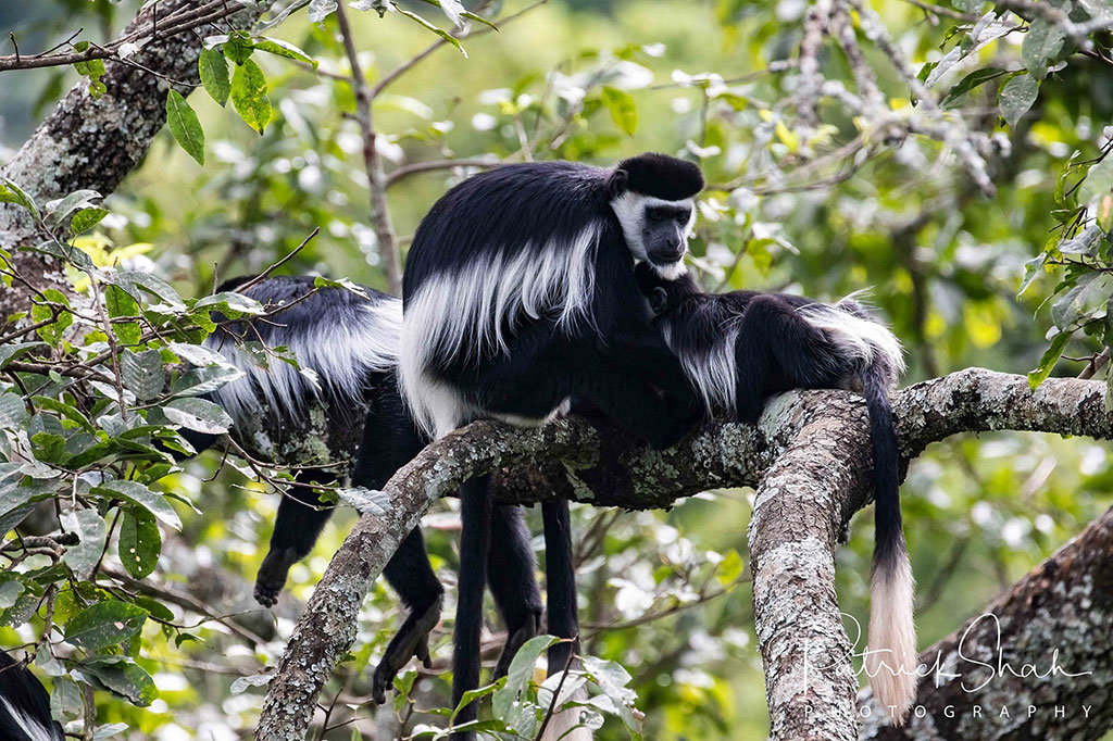 black-and-white colobus