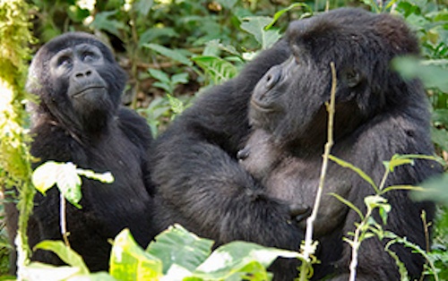 bwindi-gorillas