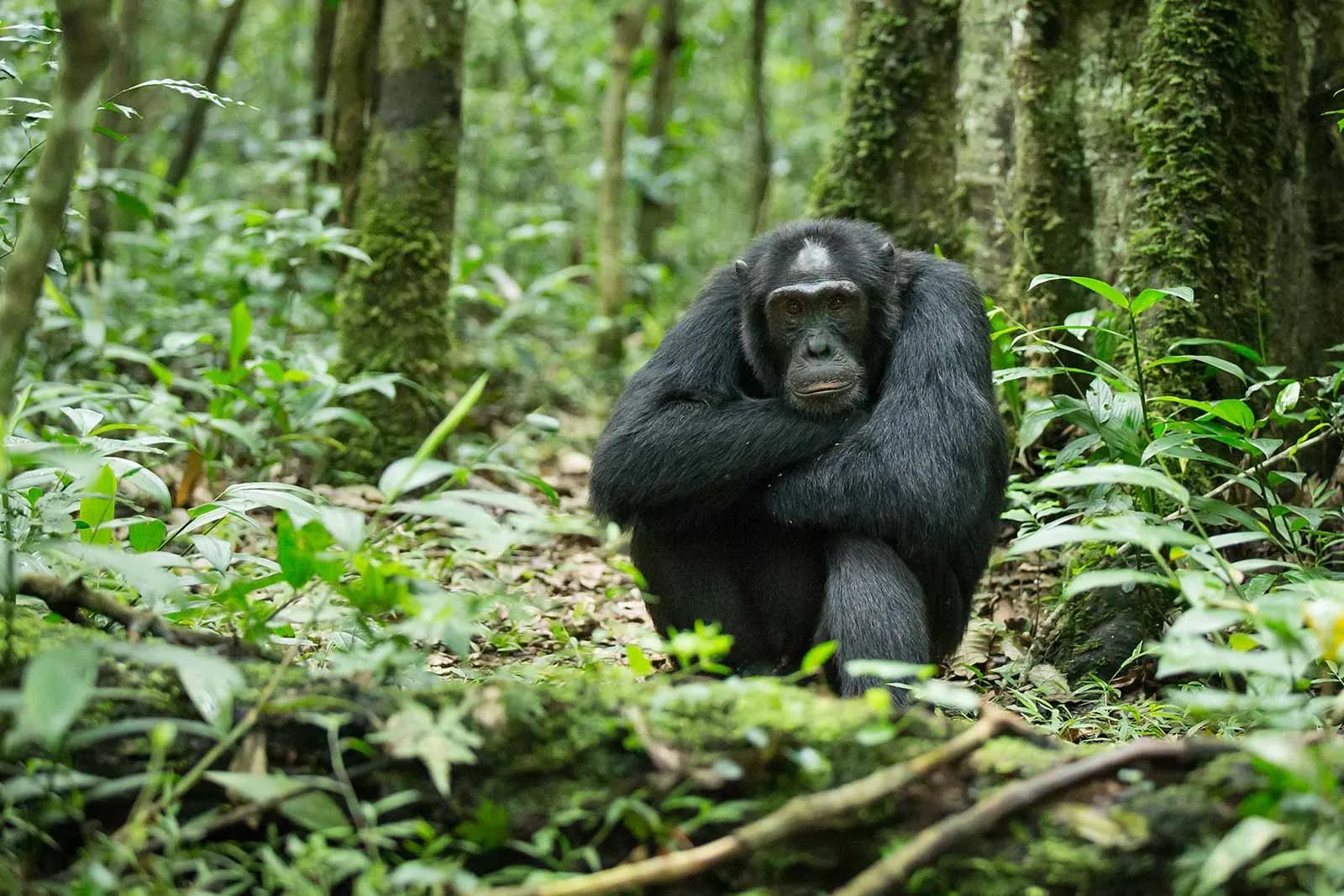 chimpanzee trekking