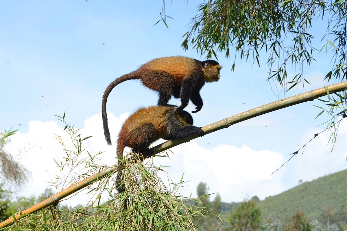 golden monkey tracking and hiking