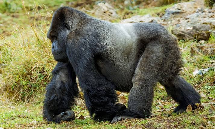 gorilla trekking in rwanda