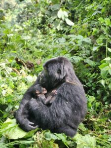 gorilla trekking in uganda