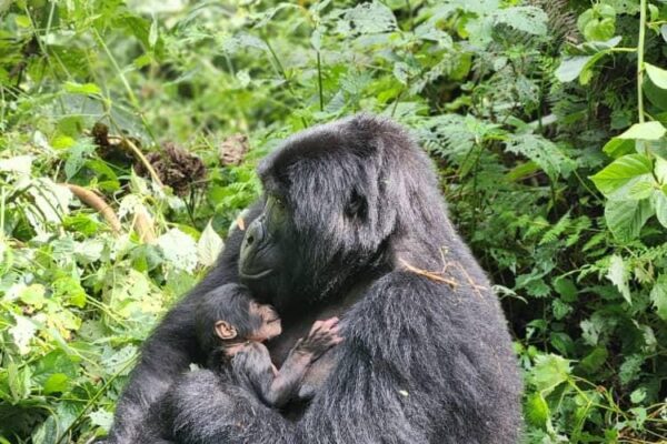 gorilla trekking in uganda gorilla trekking in uganda
