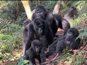 gorilla trekking safaris