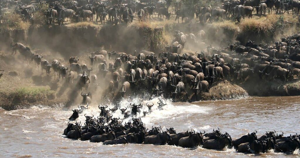 great migration safaris