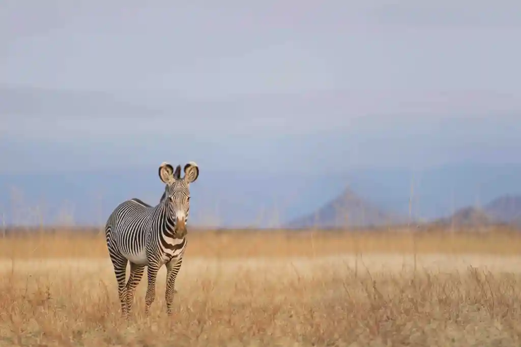 grevy's zebra samburu
