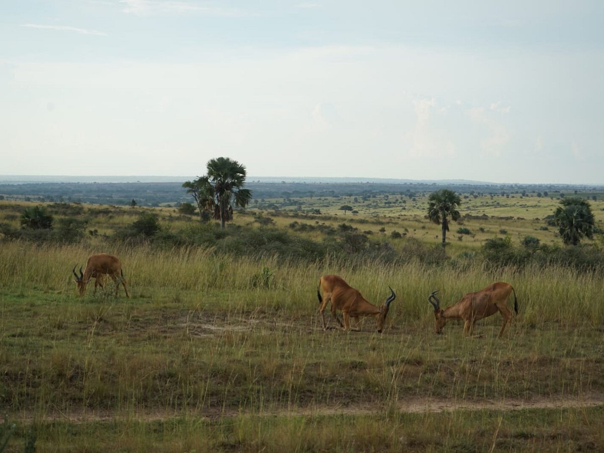 guided salt lick walk from the Rwonyo area