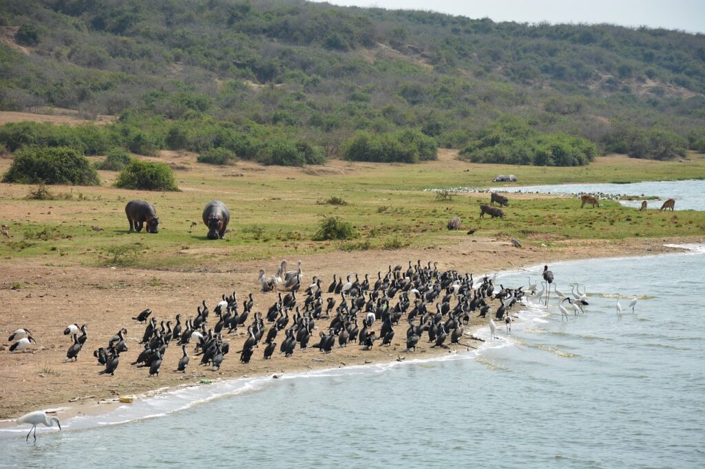 Kazinga Channel Cruise