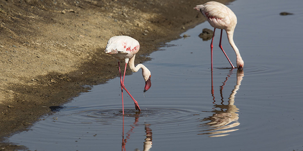 Flamingos in nakuru