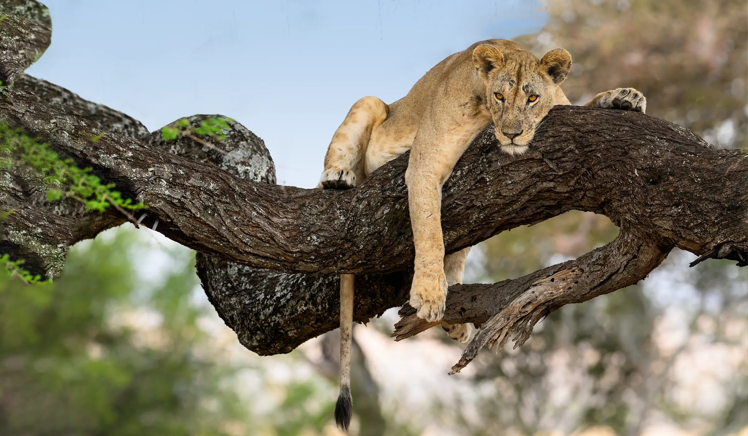 lake manyara tree-climbing lions