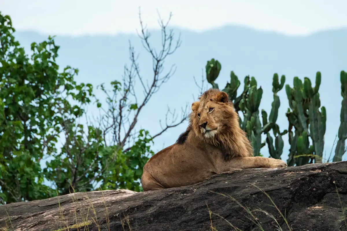 lion in Kidepo Valley National Park