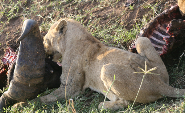 Lions feeding on prey 