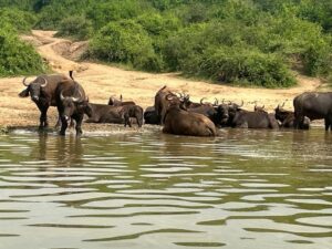 queen elizabeth safaris