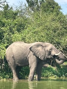 queen elizabeth safaris