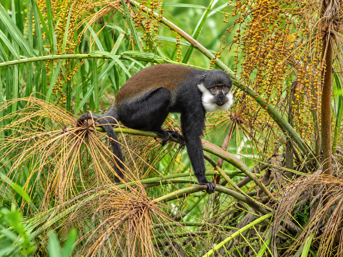 red colobus monkey