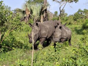 rhino tracking