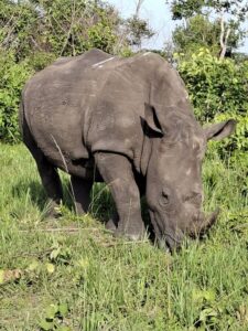 rhino tracking at ziwa