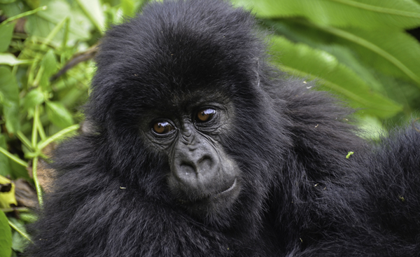 Rwanda Gorilla tracking