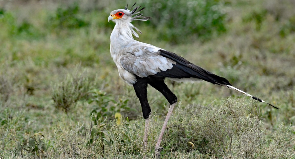 secretary bird