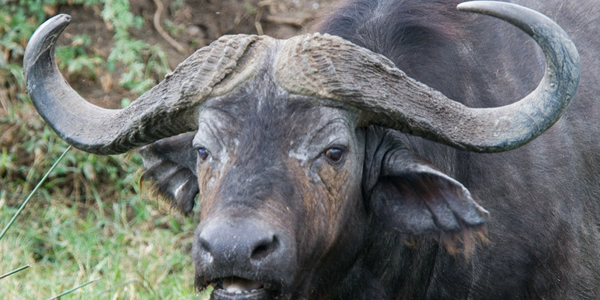 Bufalo in Lake Mburo Park 