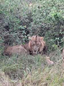 wildlife safaris