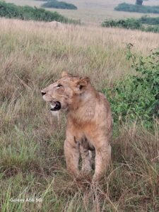 wildlife safaris